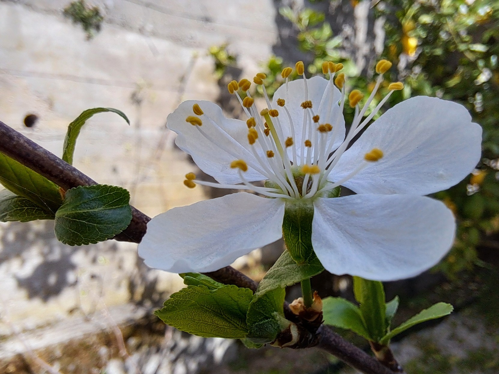 A detail of a plum tree flower, white with yellow stems. Behind a wall and part of a lemon tree.