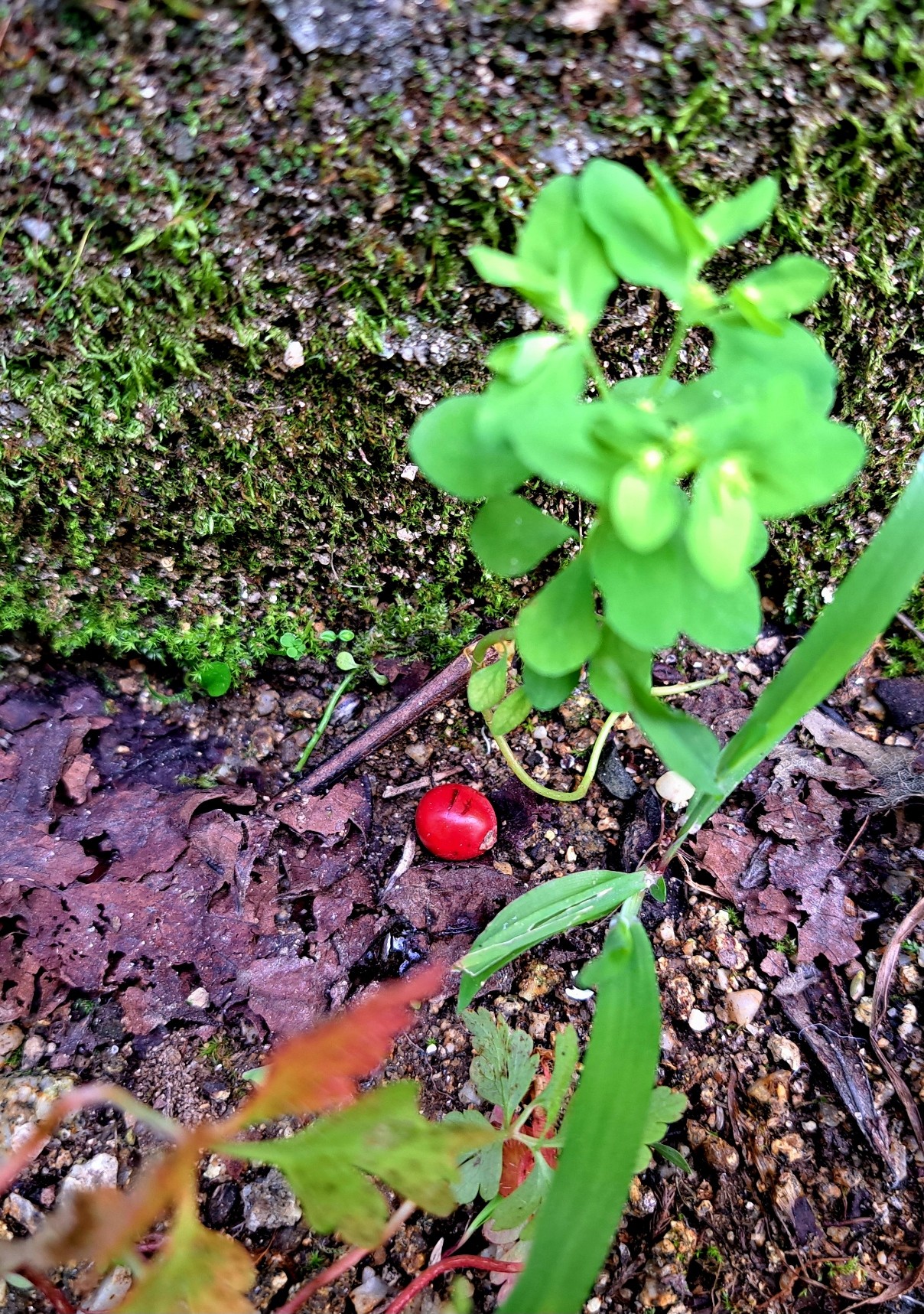 A red fruit from a holly tree dropped in the ground