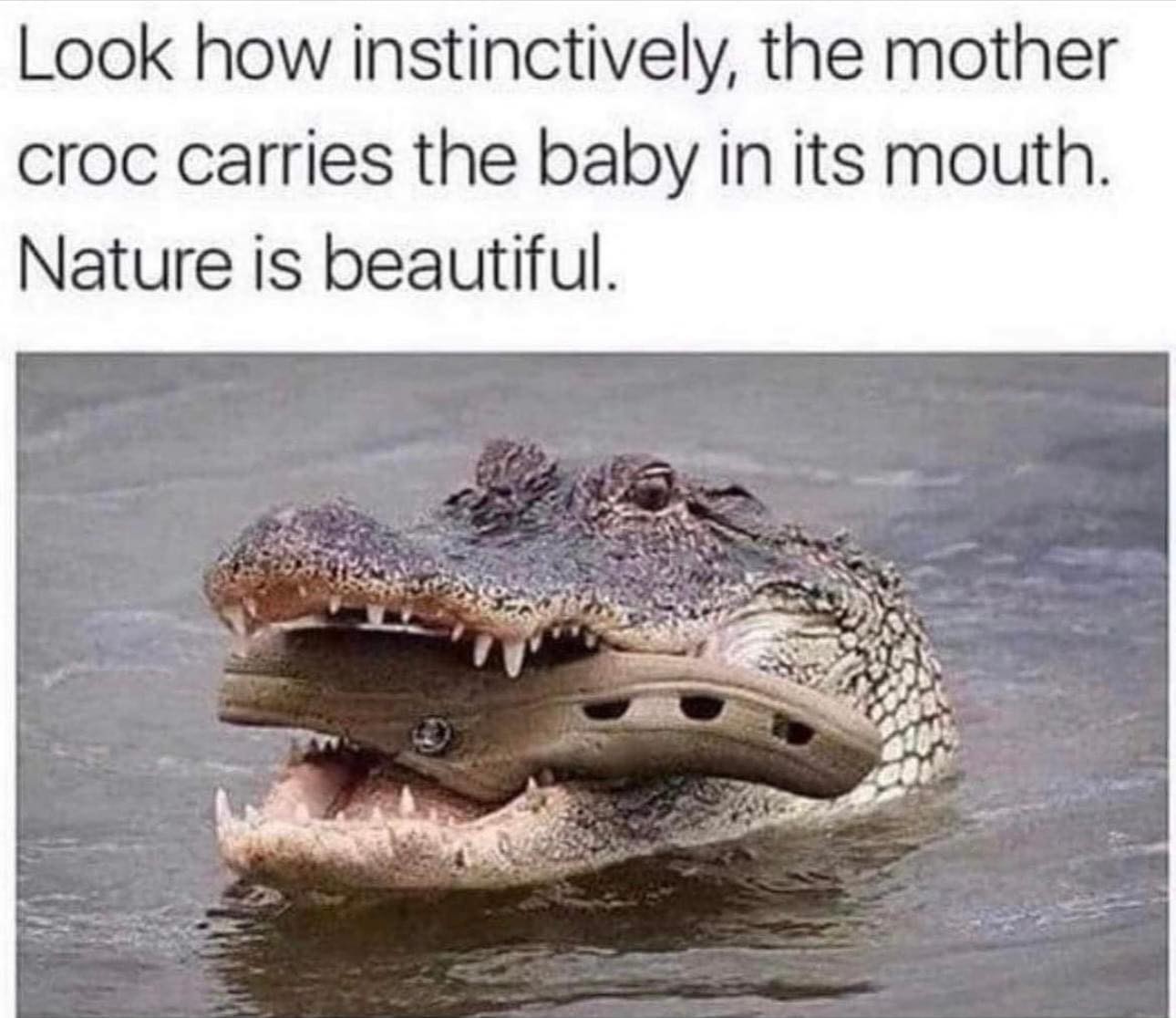 Foto de um crocodilo com um sapato croc na boca, e a legenda 