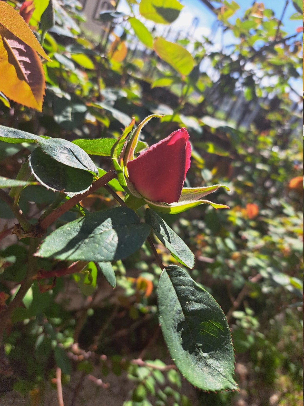 A pink rose button in the middle of leaves
