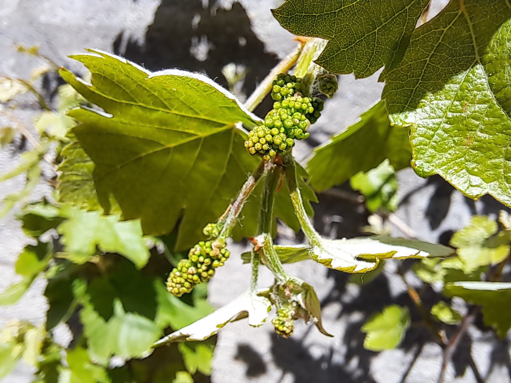 A photo of green mini grapes with green leaves from a grape vine under the sun.