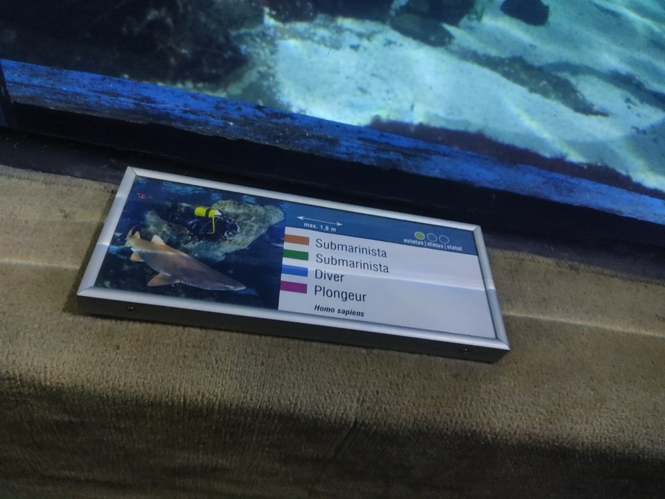 Placa num aquário a indicar a espécie do peixe. Esta diz 