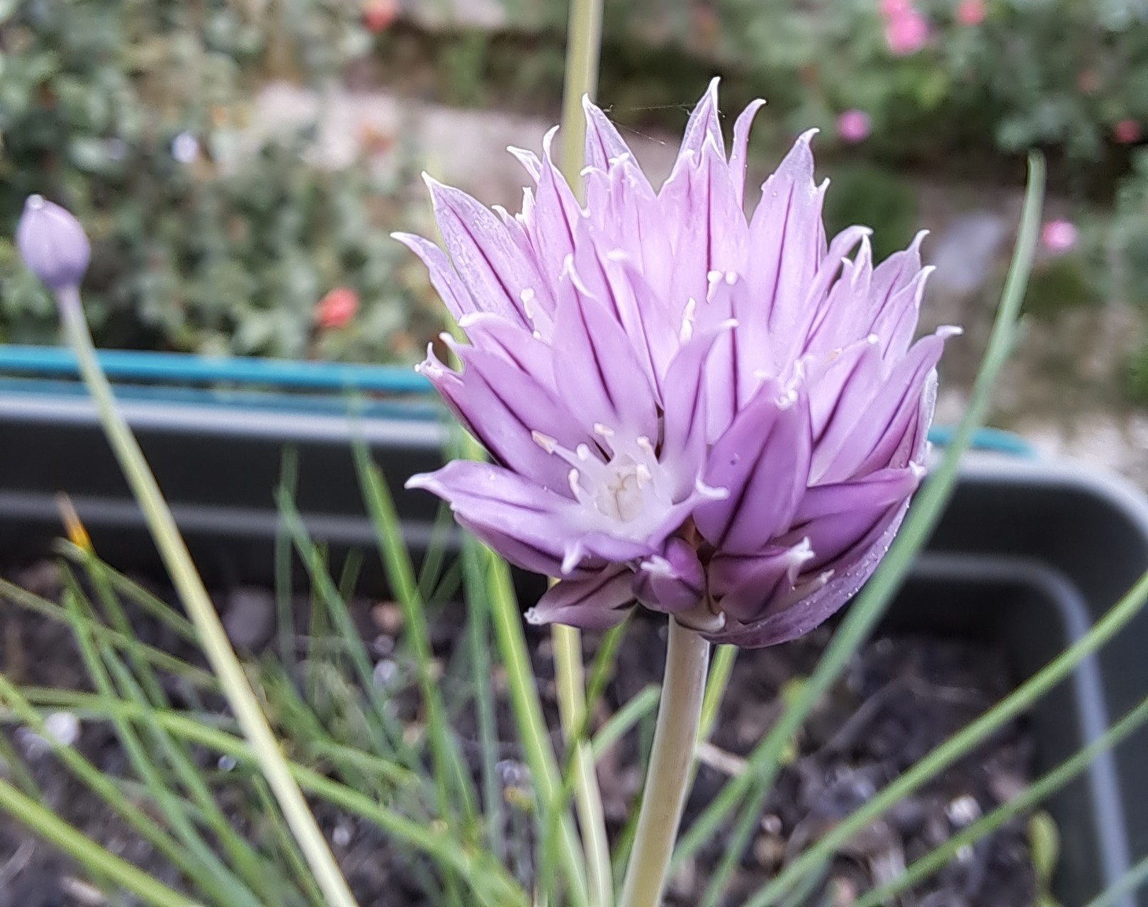 A flower pot with chives blooming: purple flower